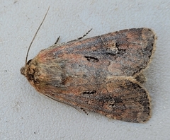 Resapamea passer