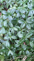 Vinca minor