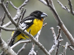 Black-Backed Grosbeak photo 2