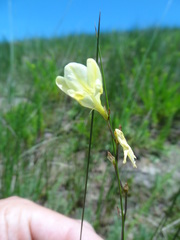 Hesperantha lactea