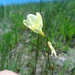 Hesperantha lactea - Photo (c) Lyle Ground, some rights reserved (CC BY-NC), uploaded by Lyle Ground