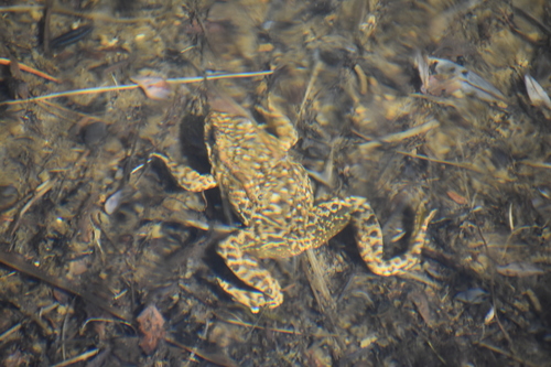 iNaturalist observation photo of Sierra Nevada Yellow-legged Frog