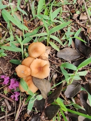Marasmius vagus