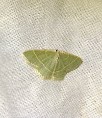 Chlorochlamys appellaria