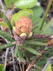 Rhododendron tomentosum