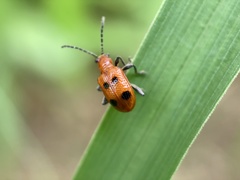 Neolema quadriguttata