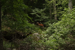 Cervus elaphus brauneri