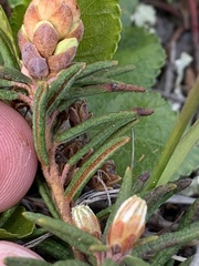 Rhododendron tomentosum