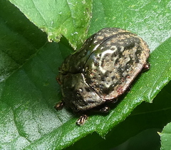 Polychalca aerea