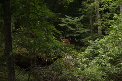 Cervus elaphus brauneri