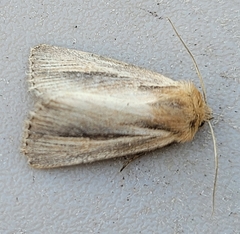 Hypocoena rufostrigata