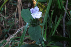 Strobilanthes tetrasperma