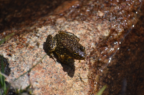 iNaturalist observation photo of Sierra Nevada Yellow-legged Frog