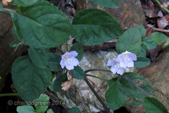 Strobilanthes tetrasperma
