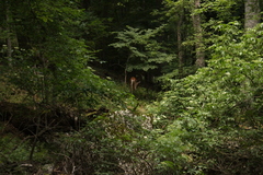 Cervus elaphus brauneri