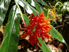 Globba atrosanguinea