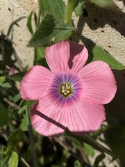 Linum pubescens