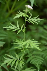 Achillea macrophylla