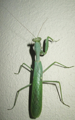 Sphodromantis