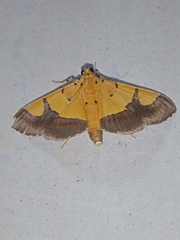 Endocrossis flavibasalis