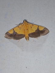 Endocrossis flavibasalis