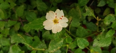 Image of Mirabilis longiflora