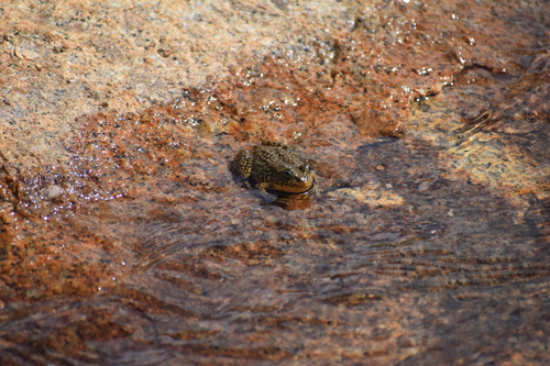 iNaturalist observation photo of Sierra Nevada Yellow-legged Frog
