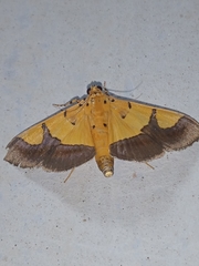 Endocrossis flavibasalis