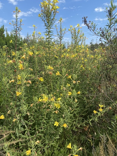 iNaturalist observation photo of tall evening primrose