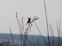 Saxicola maurus
