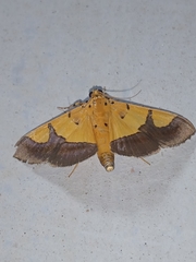 Endocrossis flavibasalis