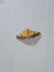 Endocrossis flavibasalis