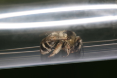 Anthophora aestivalis