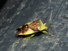 Elasmostethus nubilus