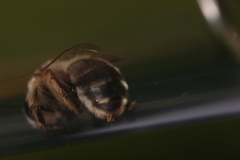 Anthophora aestivalis