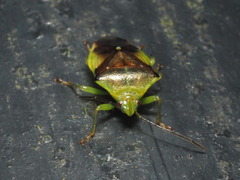 Elasmostethus nubilus