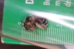 Anthophora aestivalis