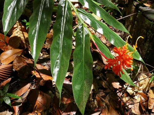 Globba atrosanguinea, photograph 6