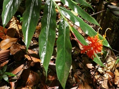 Globba atrosanguinea