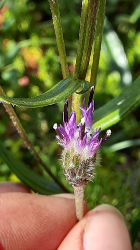 Image of Saussurea angustifolia by (c) lauralaska66, some rights reserved (CC BY)