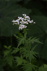 Achillea macrophylla