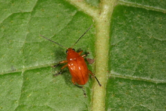 Chalcophana mutabilis
