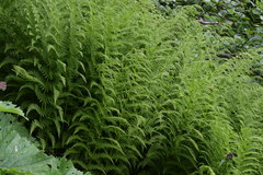Athyrium distentifolium