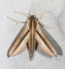 Theretra silhetensis intersecta