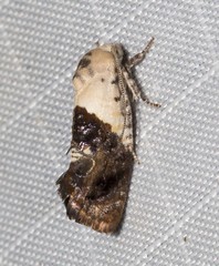Hypertropha chlaenota