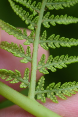 Athyrium distentifolium
