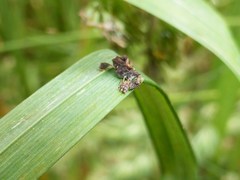 Stephanorhynchus lawsoni