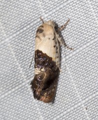 Hypertropha chlaenota