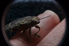 Texania campestris