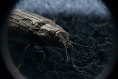 Texania campestris